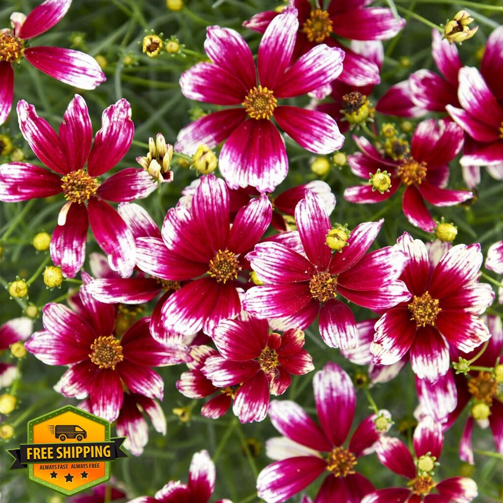 Carpet Creeping Dwarf Coreopsis Wild Flower Seeds