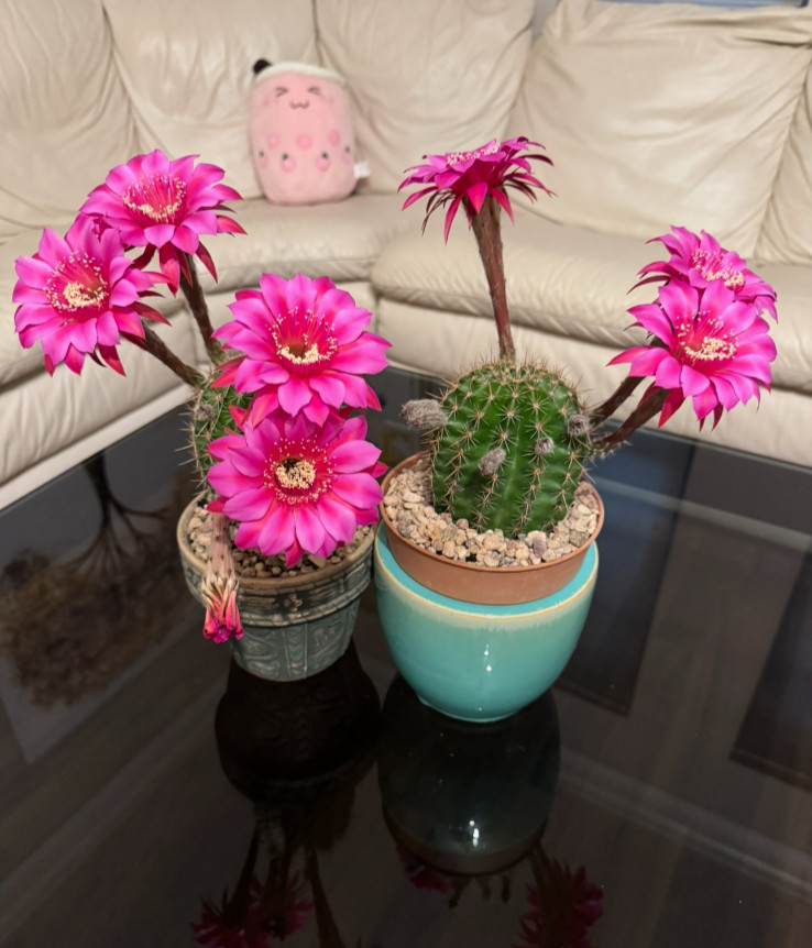 One of Special Beautiful SUCCULENT Cactus Red colour flower rooted plants