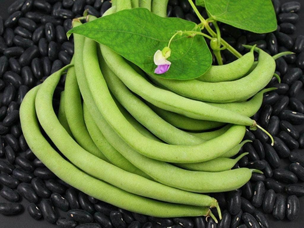 Bean Black Valentine Bush Bean Seeds ,”COOL BEANS n SPROUTS” Brand. Home Garden