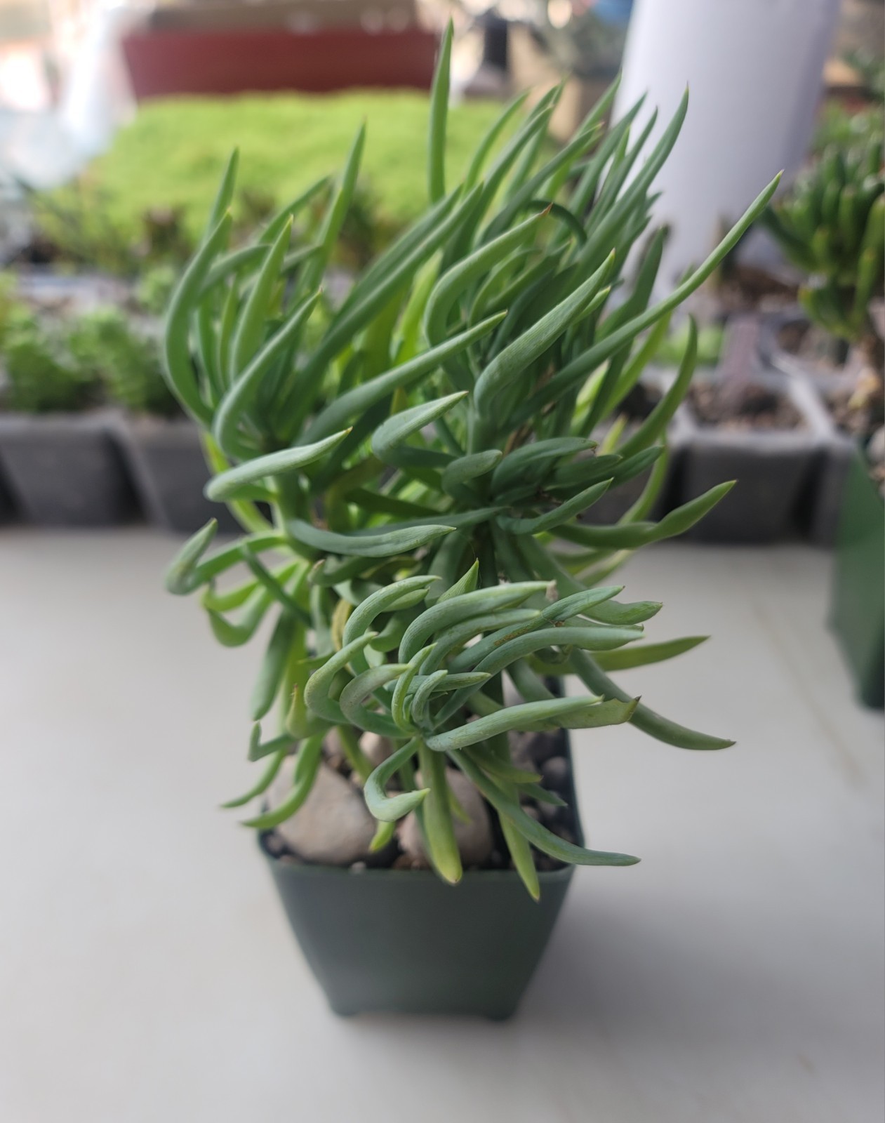 Live Rooted Senecio Vitalis “Blue Chalk Fingers” Succulent In 4″ Pot
