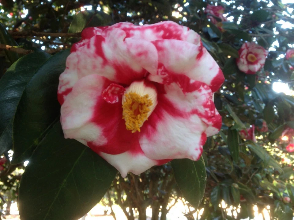 Vulcan Variegared~~Unique Bloom**Camellia Japonica-Live Starter Plant