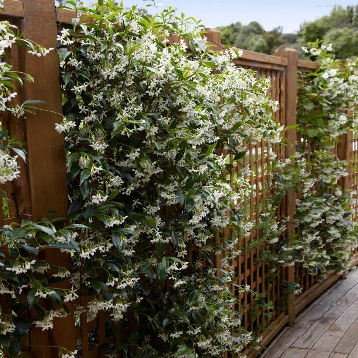 100+ Climbing Jasmine Flower Seeds Fragrant Plant for Planting Garden Home Four
