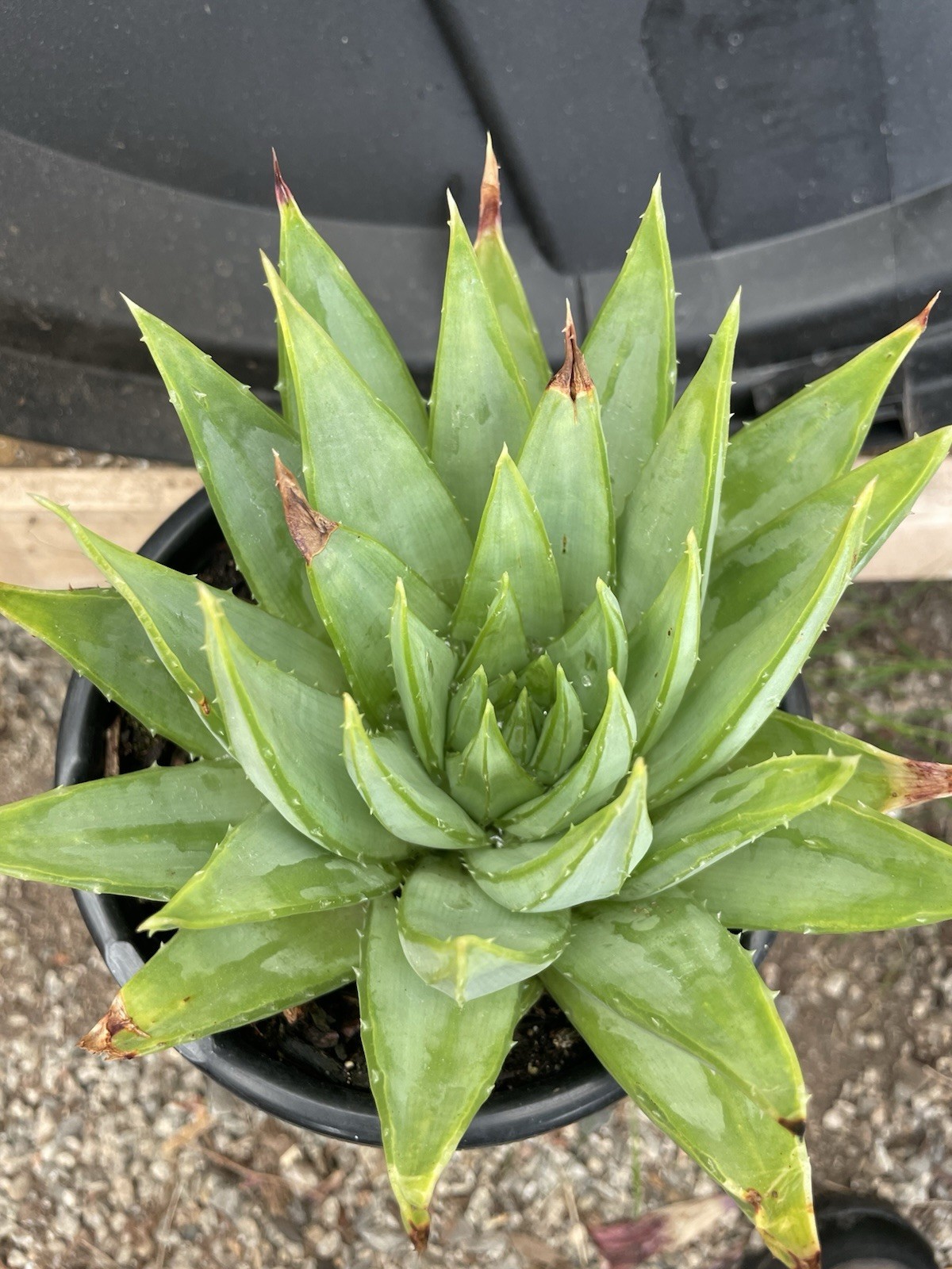 Aloe Polyphylla SPIRAL Live Succulent Plant RARE Single Head 1 Gal Size