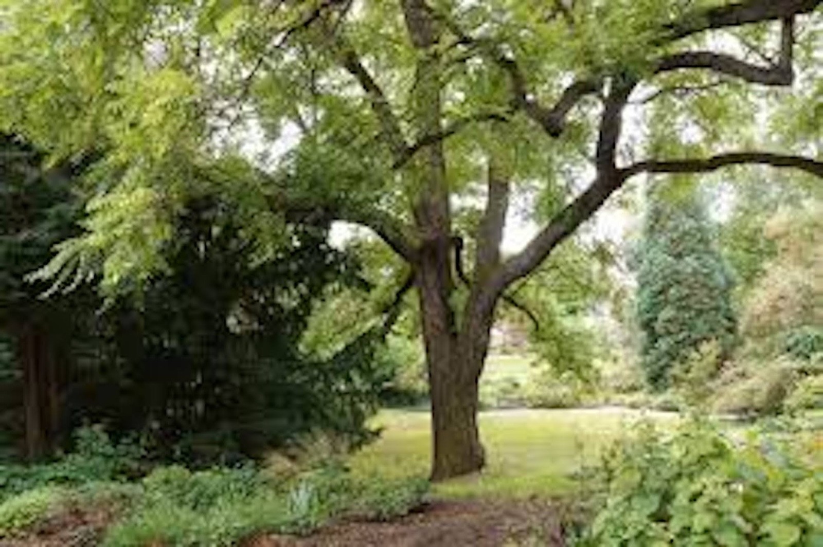 1 Black Walnut Tree 12-24″ Tall Bare Root Juglans nigra American