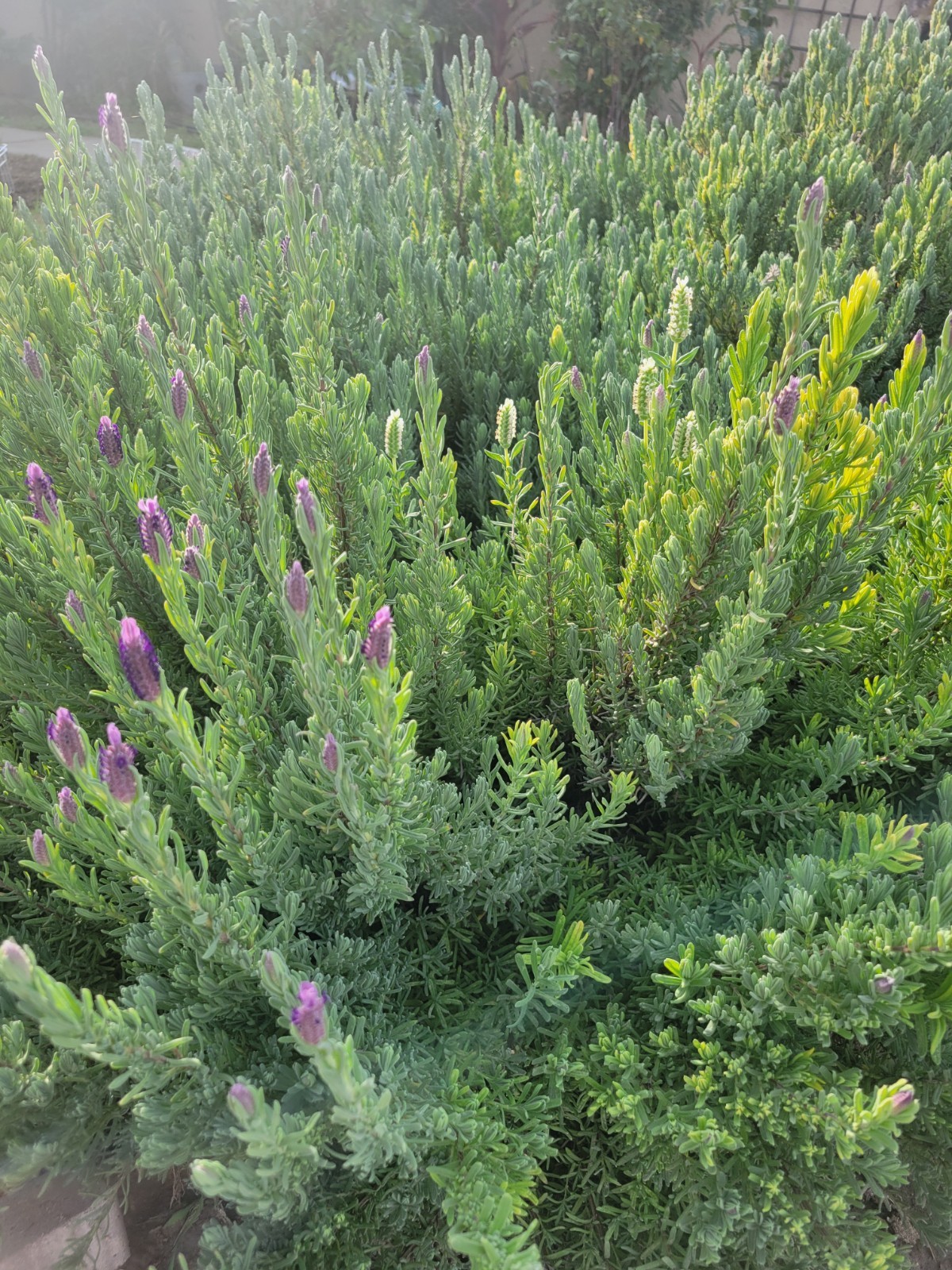 100 Mixed SPANISH LAVENDER Butterfly – Lavandula Stoechas Flower Herb Seeds
