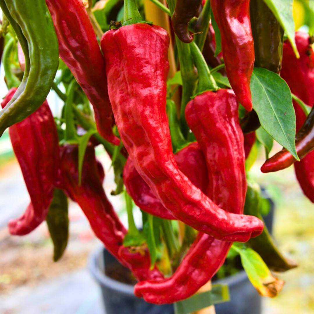 Fresh Indian Kashmiri Pepper Seeds | Indian Paprika | Heirloom Non-GMO | Indian