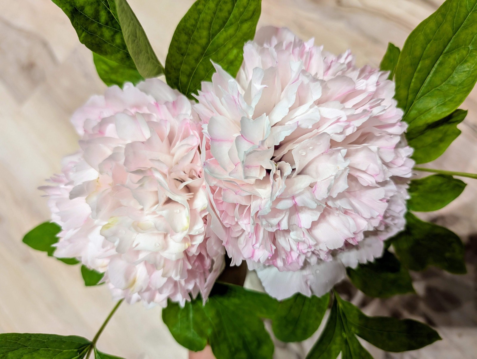 “Red thread girl” large flower tree peony Preorder for fall 2026