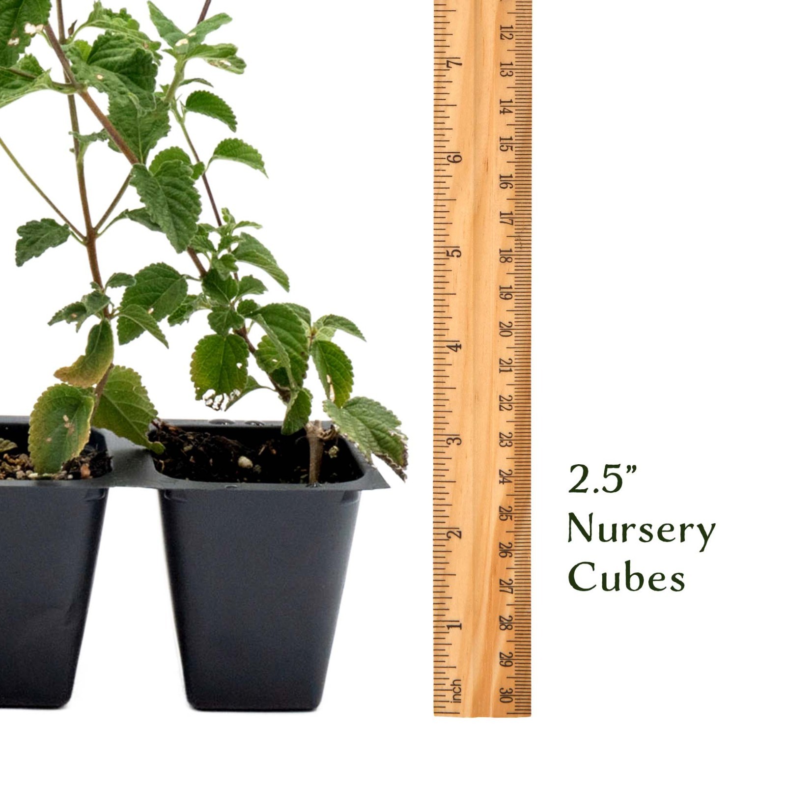 Lavender Lantana in 2.5” Nursery Cubes (Lantana montevidensis) | Trailing Plant