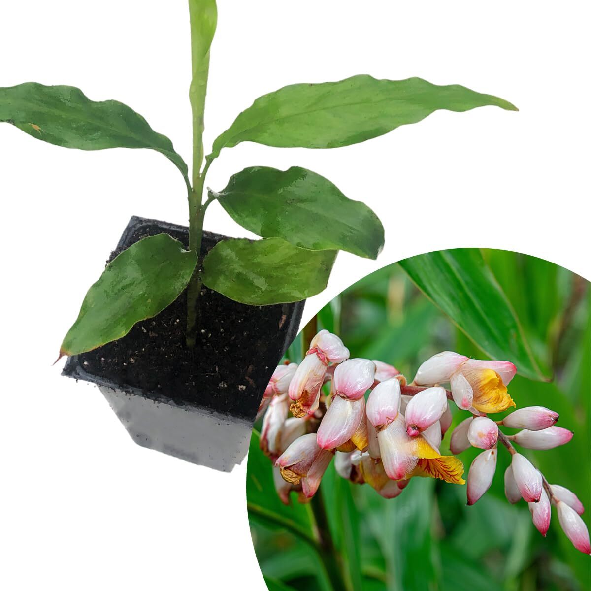 Ginger Cardamom Plant (Alpinia nutans) in 2.5 inch Pot | Live Shellflower,