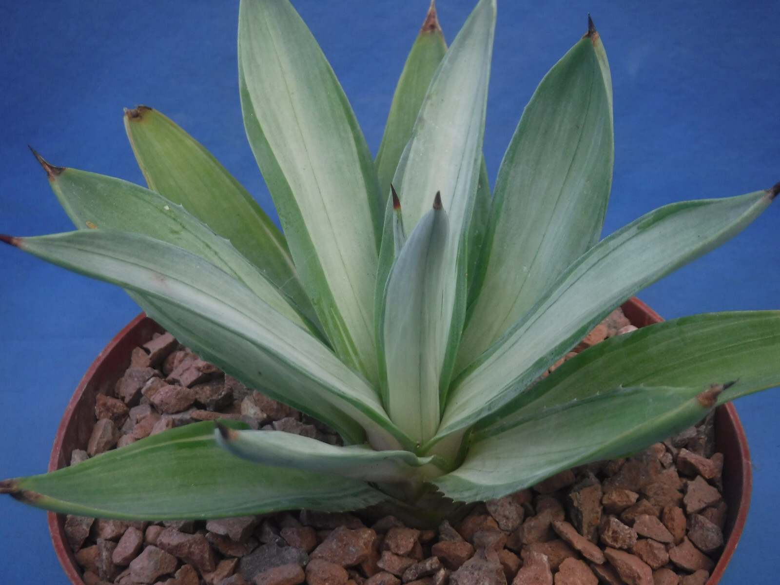 Agave desmettiana “Quicksilver” Variegated Agave Starter Plant 5″-8″ Wide RARE