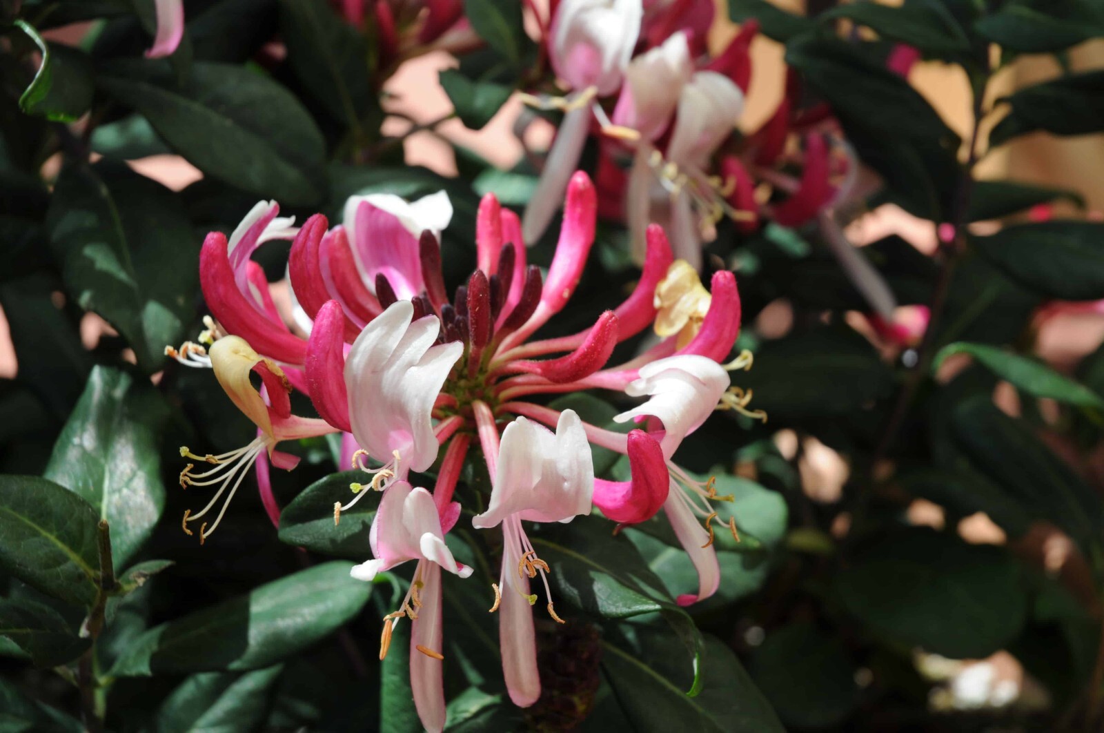 ~~PEACHES & CREAM~~Lonicera periclymenum Honeysuckle Vine~Rooted Starter Plant ~