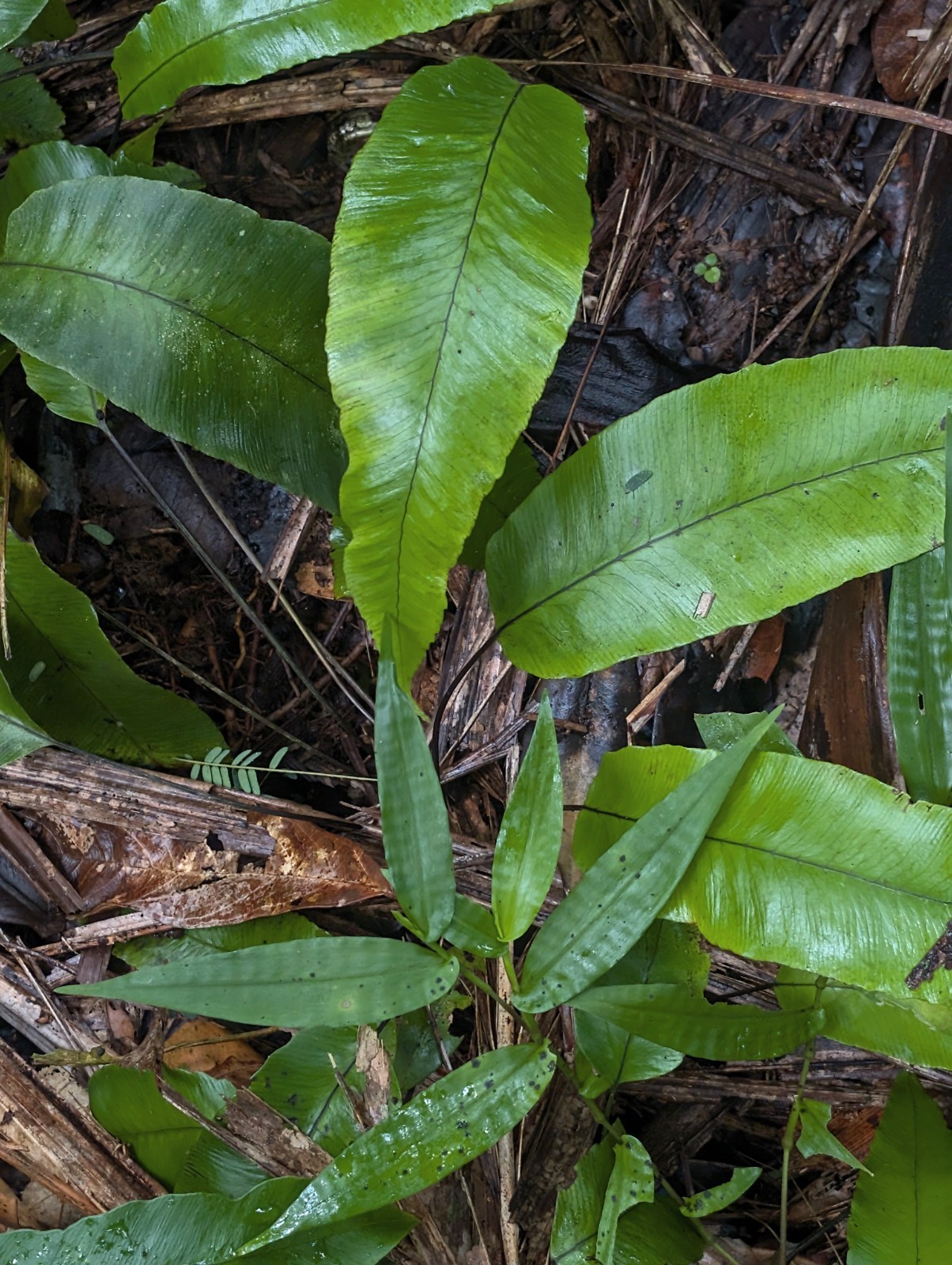 x2 LIVE Bare : Diplazium Ferns 10″ long each, exotic rare fern SHADE