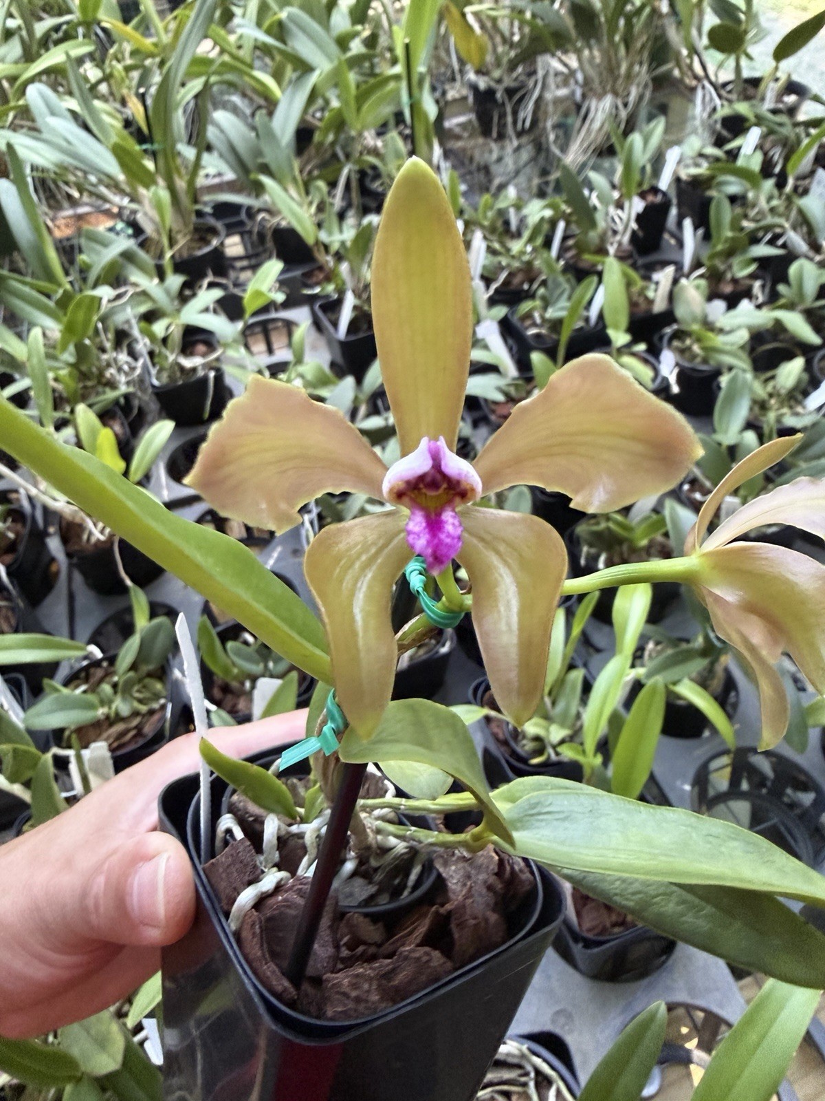 Rare species Cattleya porphyglossa in 4in pot