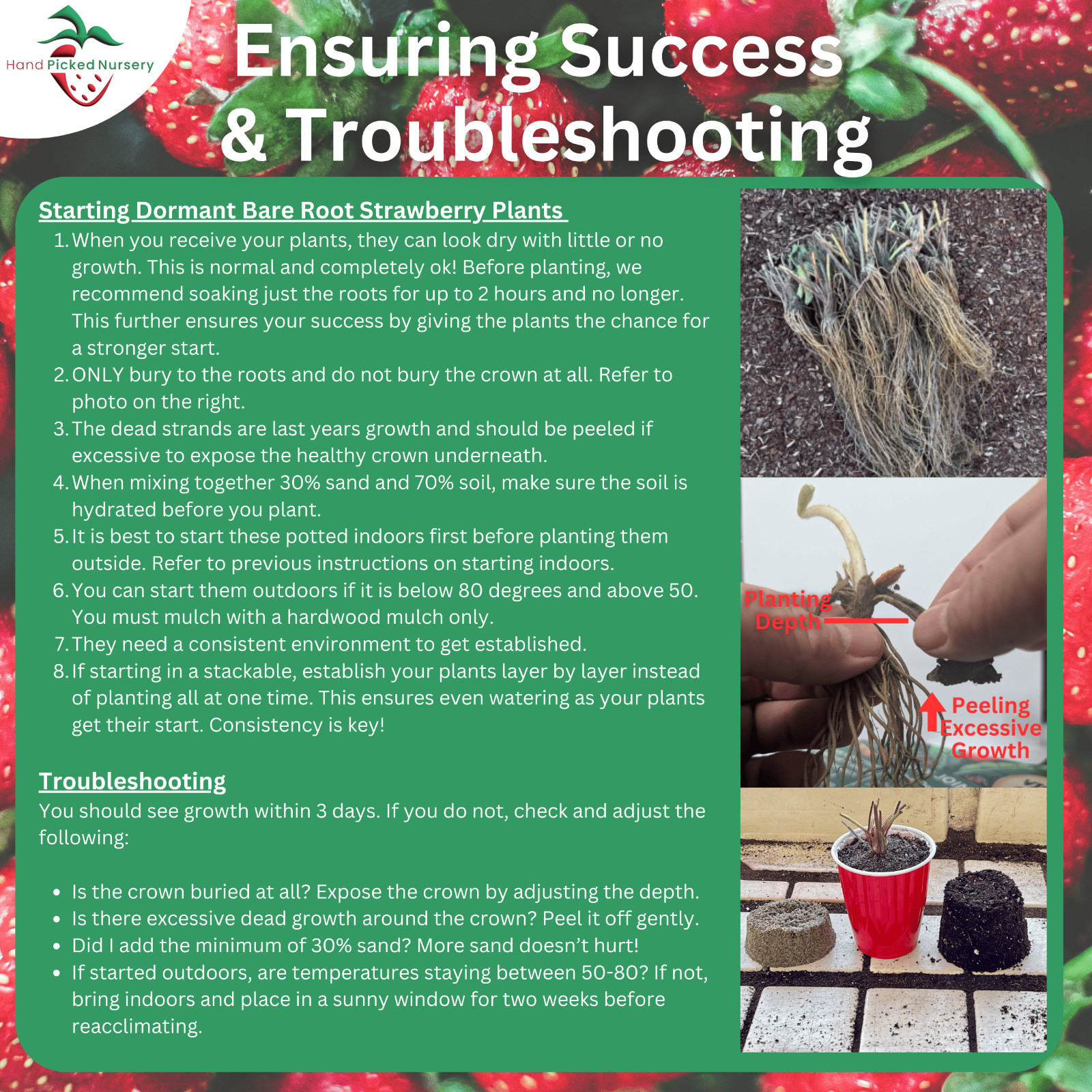 Seascape Beauty Everbearing 25 Live Strawberry Plants, NON GMO, By Hand Picked