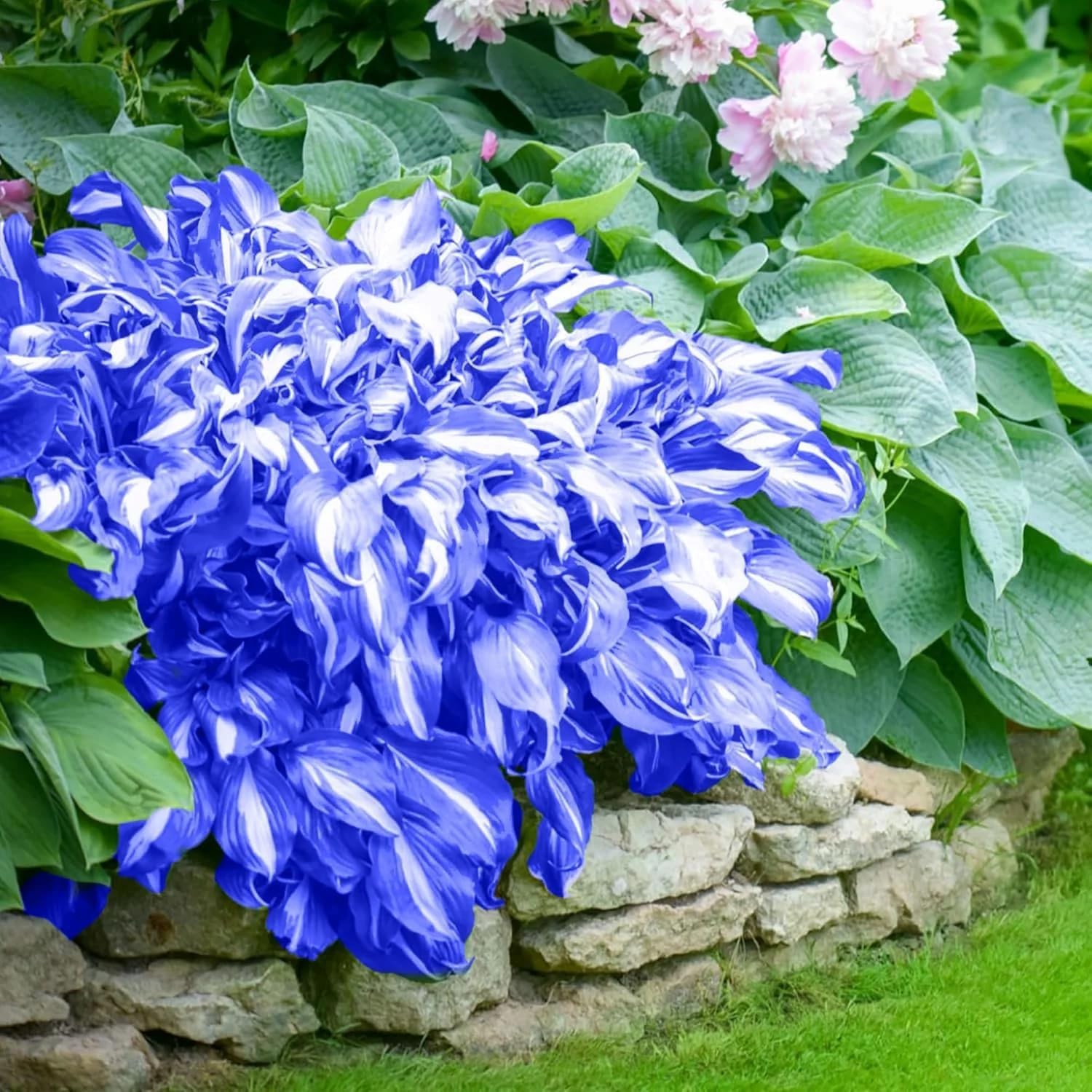220+ Hosta Seeds Blue Perennial for Planting,Hosta Seeds Blue and Black,Rare Hos