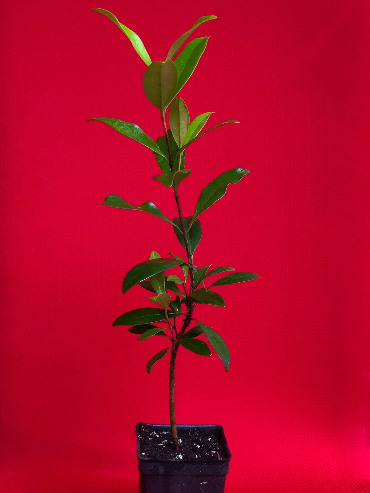 Eugenia Luschnathiana PITOMBA Potted PLANT Fruit Starter Pot Tree 5″-10″