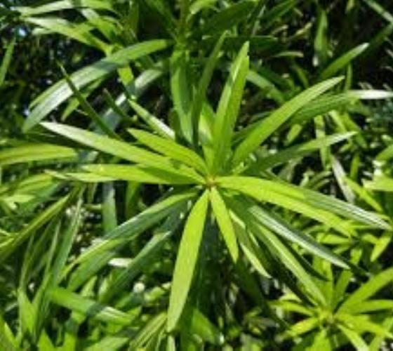 Upright Shrubby Yew Podocarpus Macrophyllus – Live Plant – ( 2.5 QT )