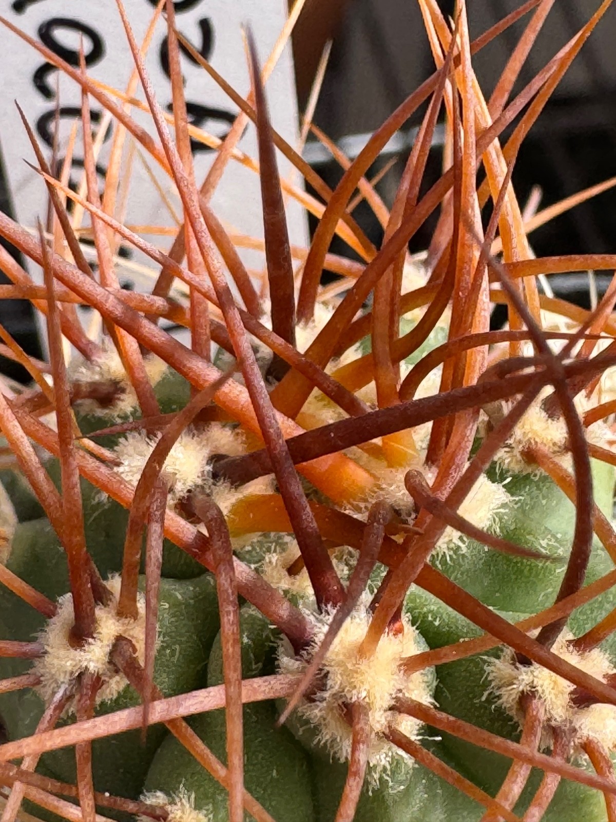 Denmoza rhodacantha GM1672 Rio Pichueta Argentina Live Cactus 1.41”