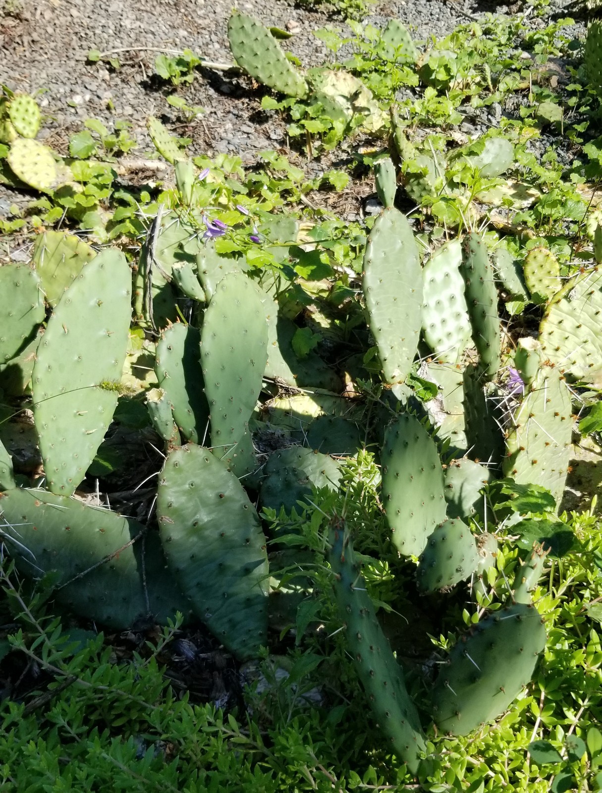 Opuntia Macrorhiza U Of Minnesota Landscape Arboretum Cactus Pad Cutting (1)