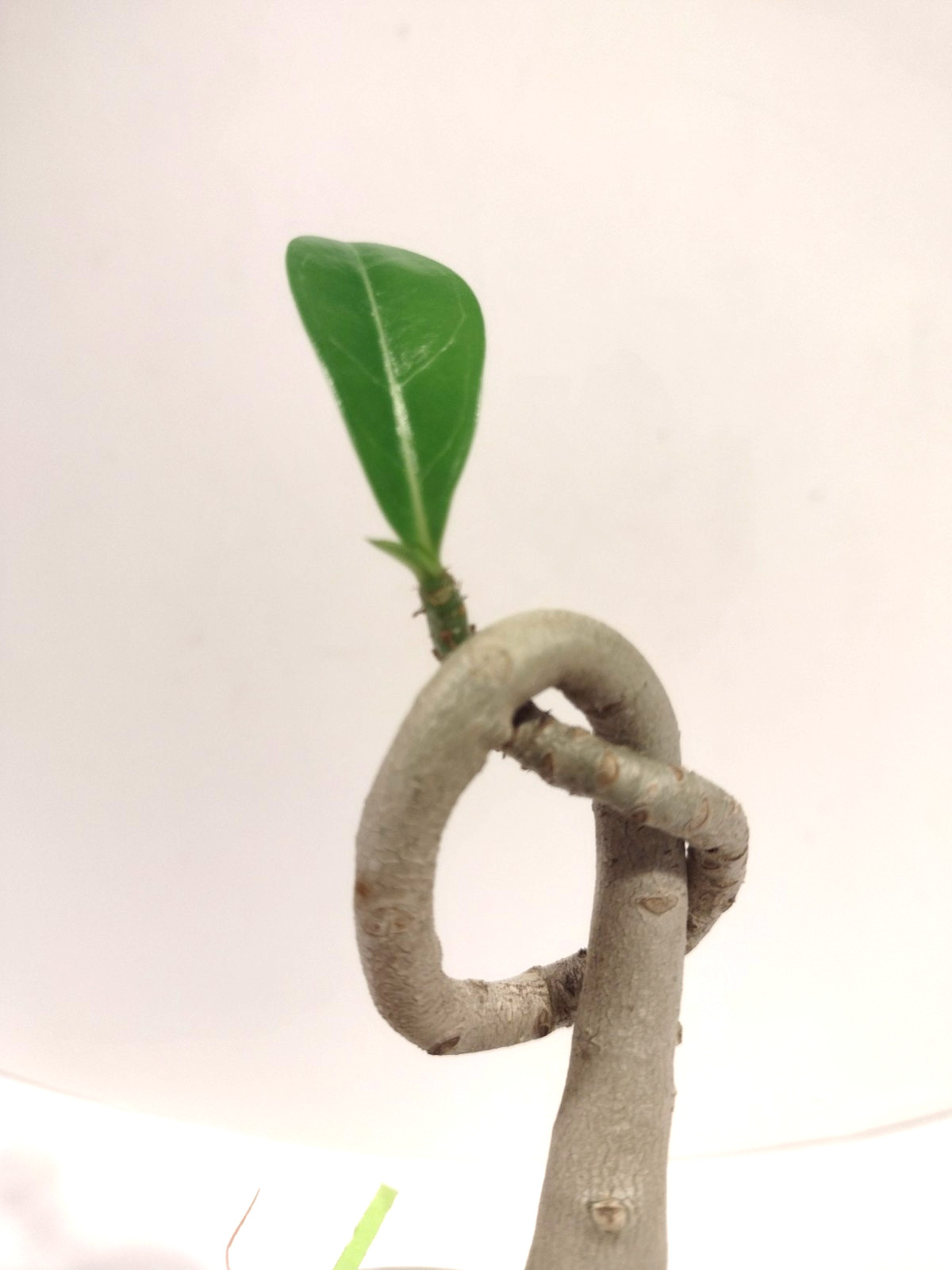 Desert Rose Live Plant