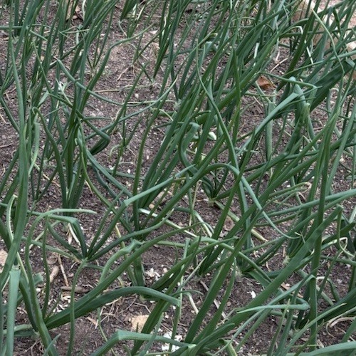Red Welsh Bunching Onion 5 Plants