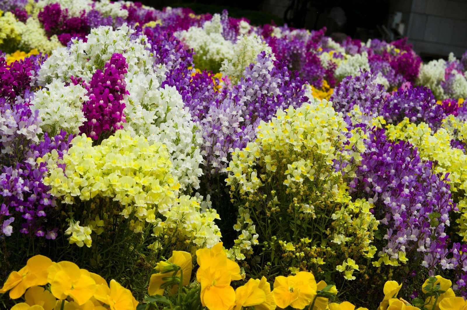 2000 NORTHERN LIGHTS Mix SNAPDRAGON Linaria Maroccana Flower Seeds