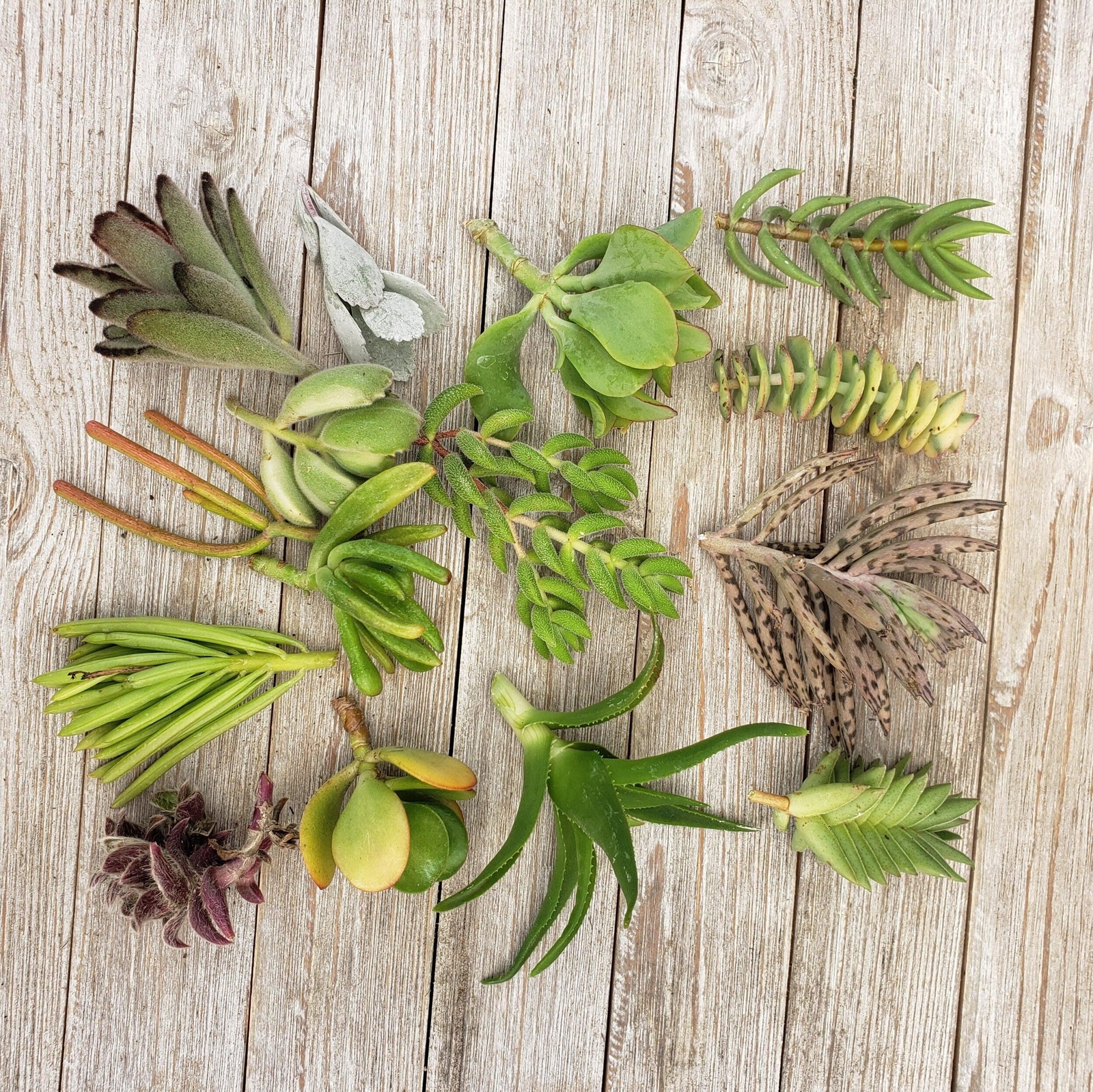 10 Assorted Succulents Cuttings cactus Cacti Succulent real live plant