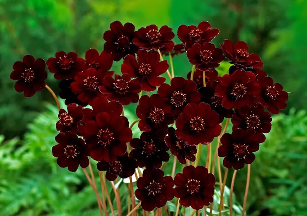 200+ Chocolate Cosmos Seeds Double Flowers Garden Planting Dark Red