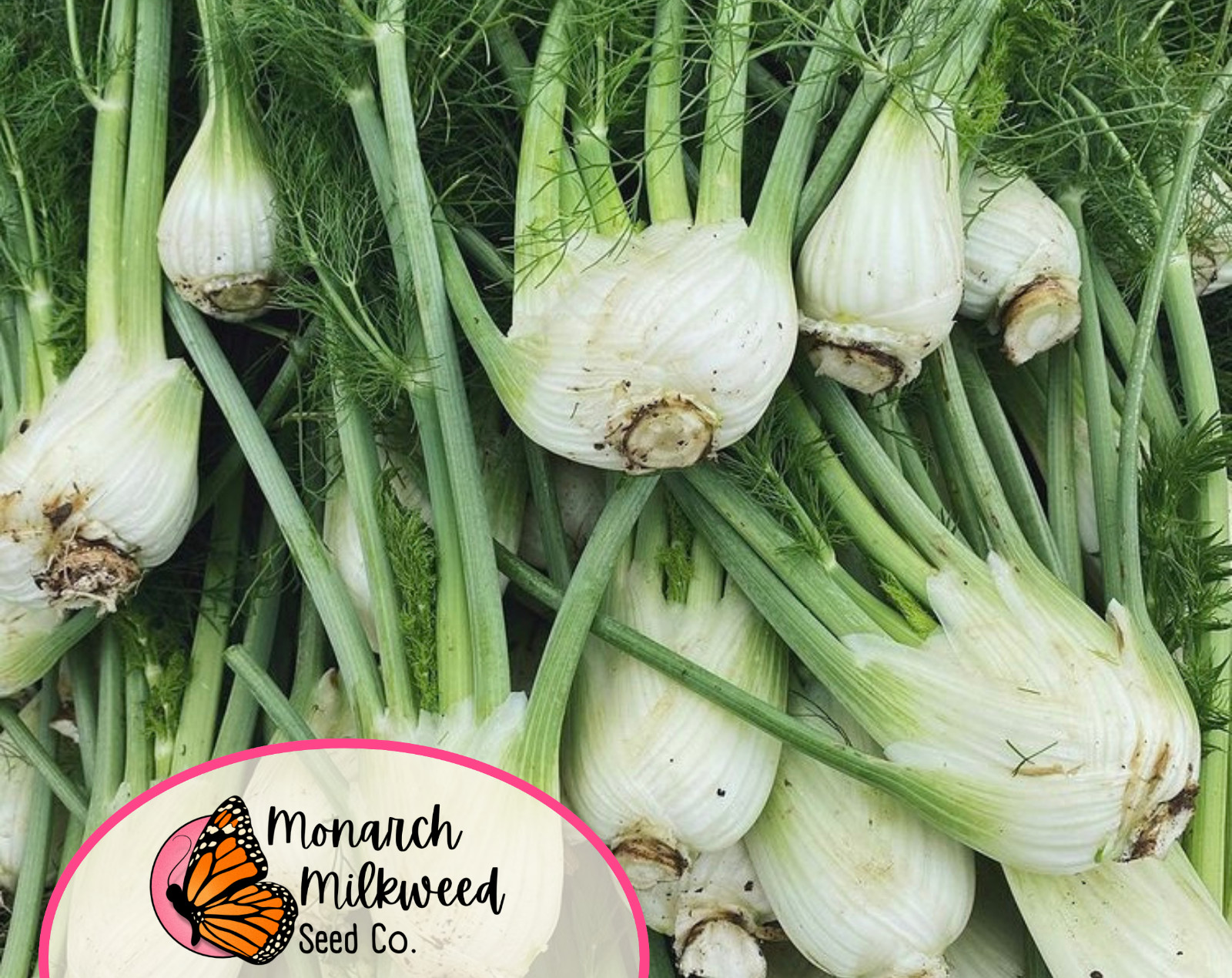 950+ Fennel Seeds ‘Florence’ | Heirloom, Non-GMO, Vegetable Gardening Seed, USA