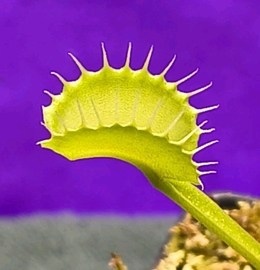 Venus Flytrap GAP TEETH Young Division Carnivorous Plant