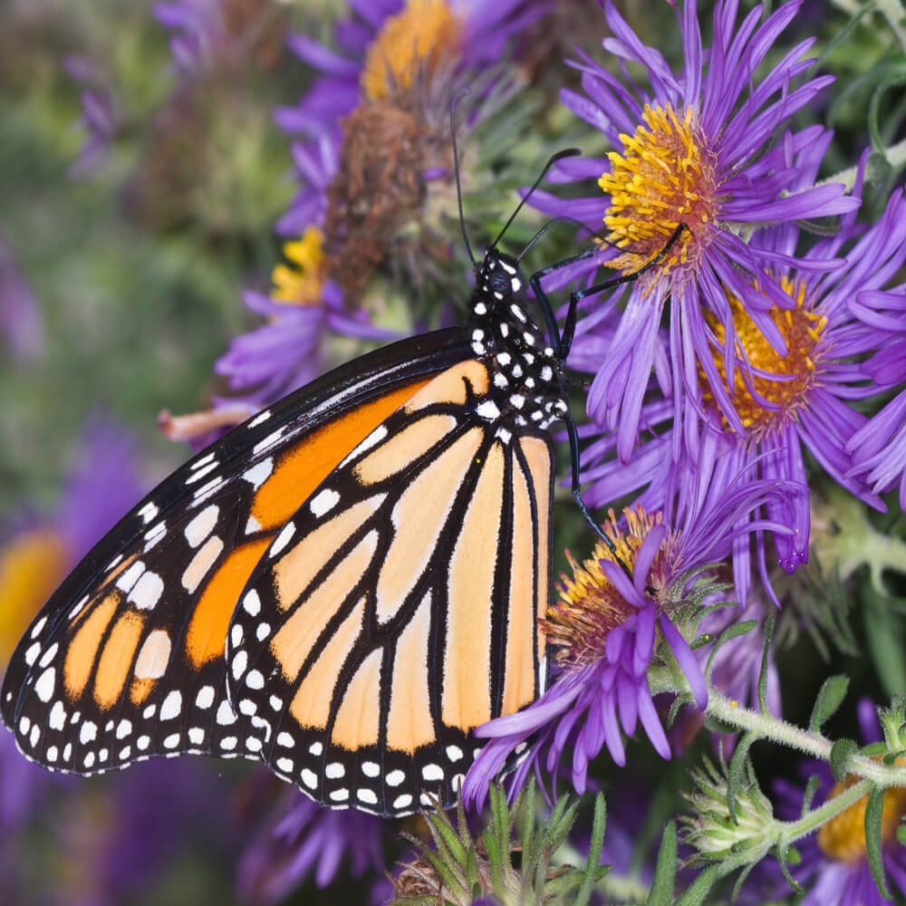 1000 Seeds Purple Aster Seeds For Planting | New England Aster Flower Seed