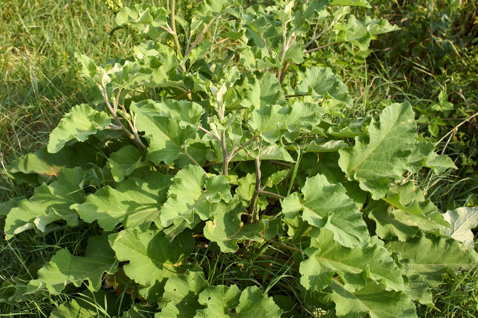 200 Great BURDOCK Arctium Lappa (Edible Burdock Cockle-Button) HERB Flower Seeds