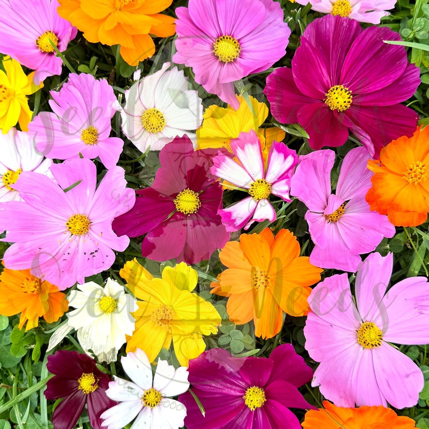 Wildflower Seeds Mix – 10+ Cosmos Varieties, 1.5 Ounce Bulk Resealable Pack