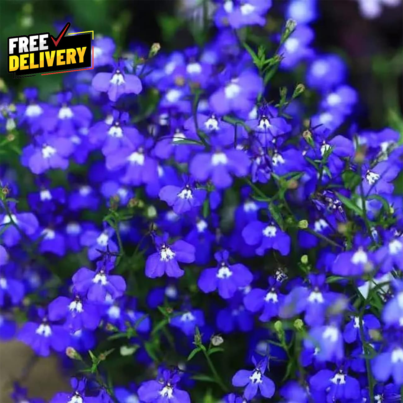 20000+ Magic Blue Creeping Thyme Seeds for Planting Ground Cover Plants Heirloom