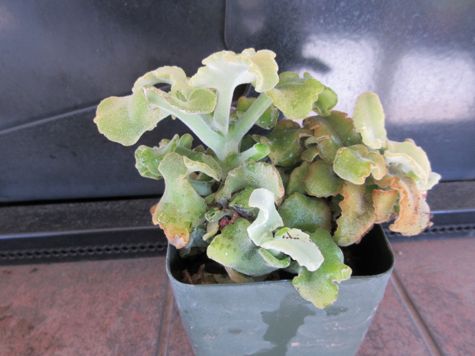 Kalanchoe Beharensis Velvet Elephant Ears rooted plant