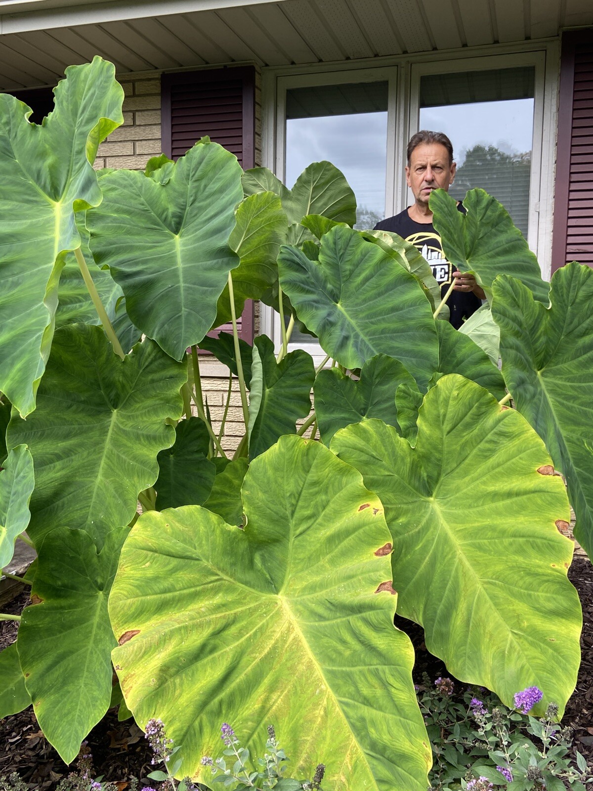 3 MEDIUM size Elephant Ear Bulbs….SPRING SALE!