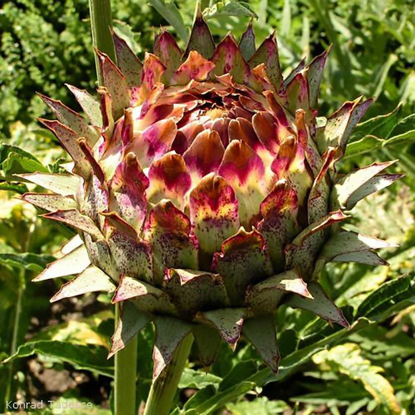 Globe Artichoke, Cynara scolymus, Seeds (Fast, Edible, Showy)