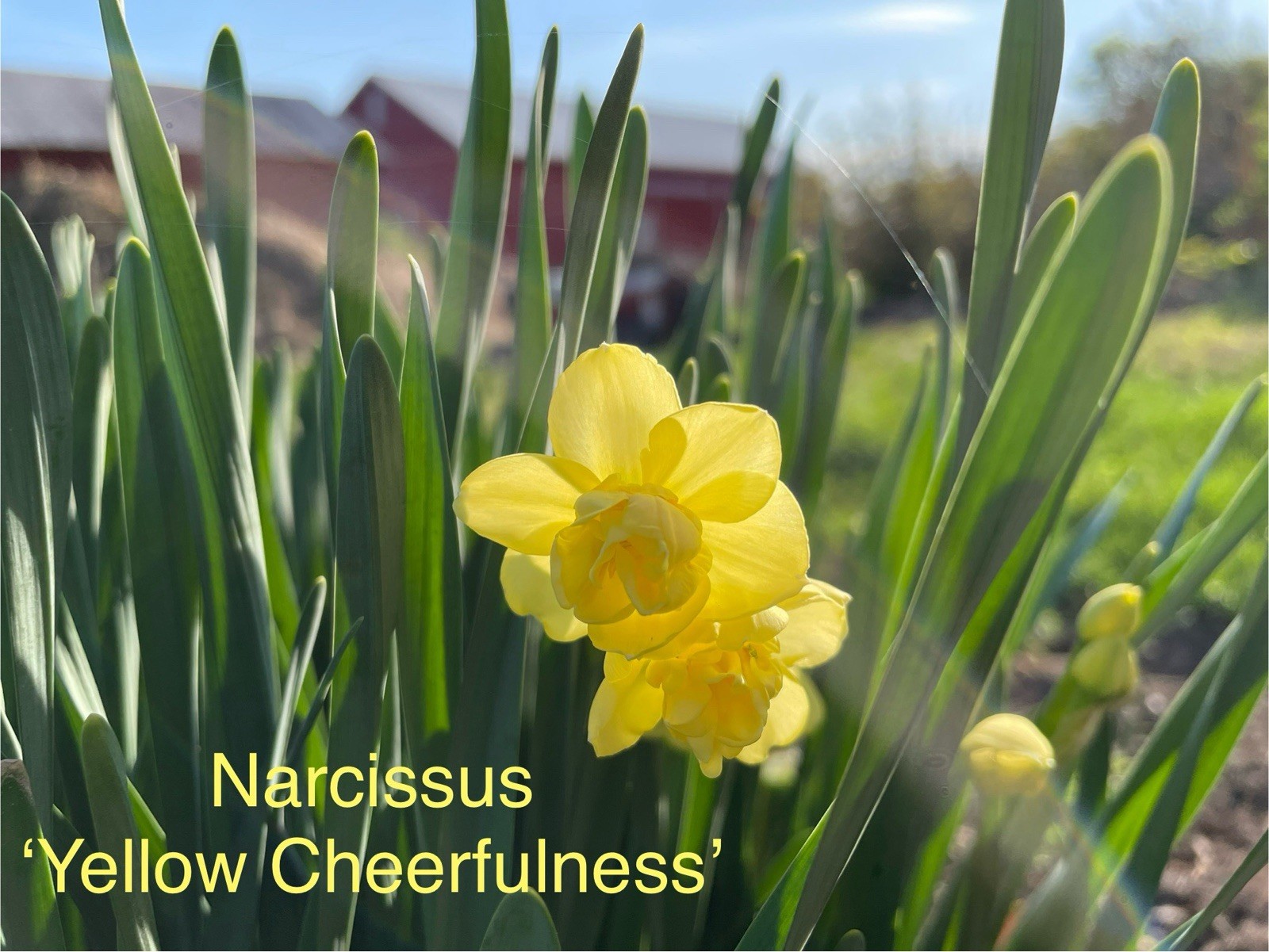 Daffodil Bulbs; 5 Narcissus ‘ Yellow Cheerfulness; Double Yellow
