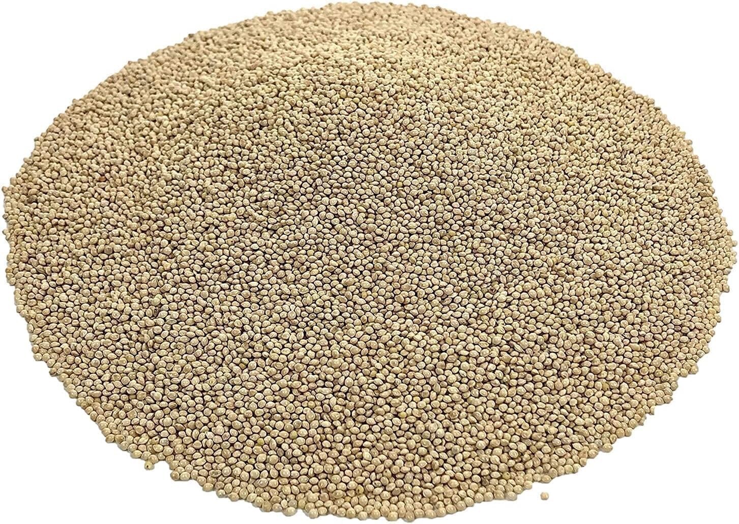 CZ Grain 5 Pounds Premium White Millet Proso Seeds – Bulk Seeds, Bird Feed, Wild