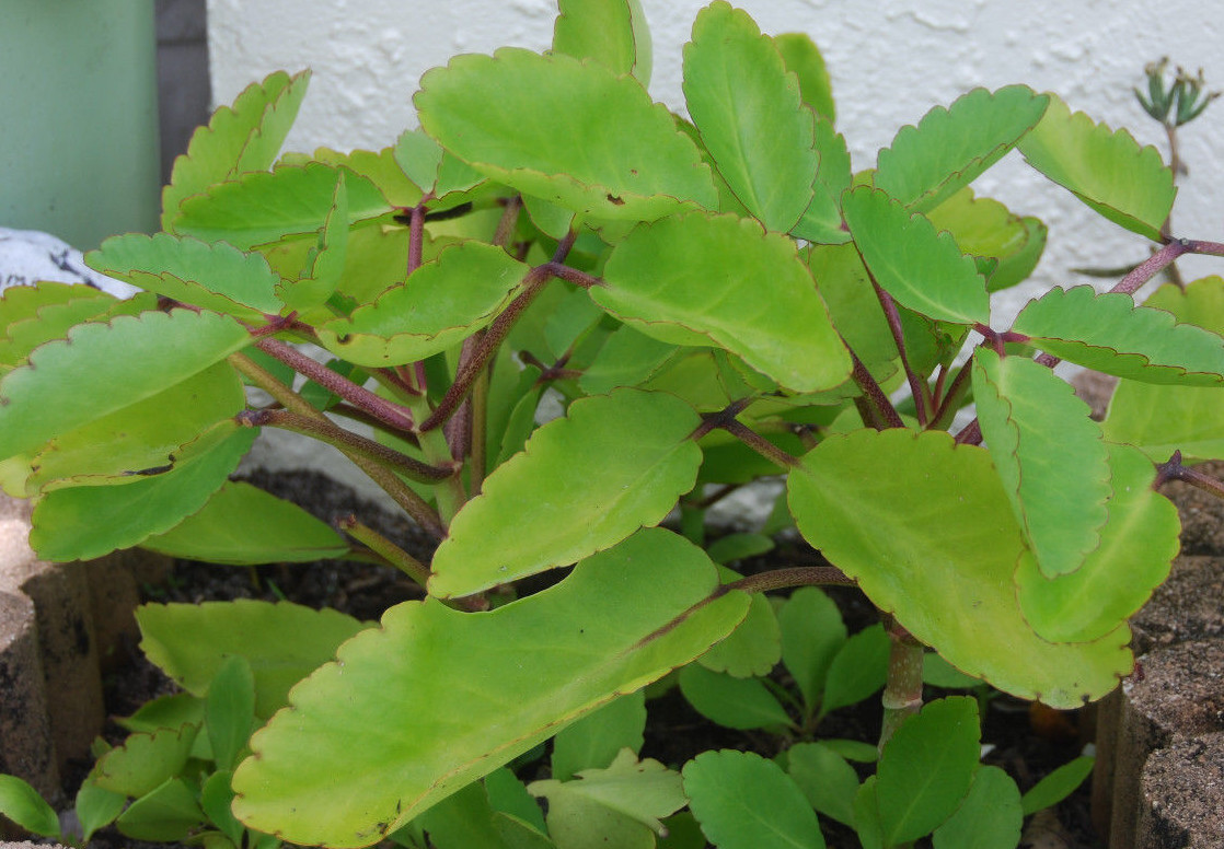 Kalanchoe Pinnata Plant Miracle Leaf Wonder of World Hawaiian Love Katakataka