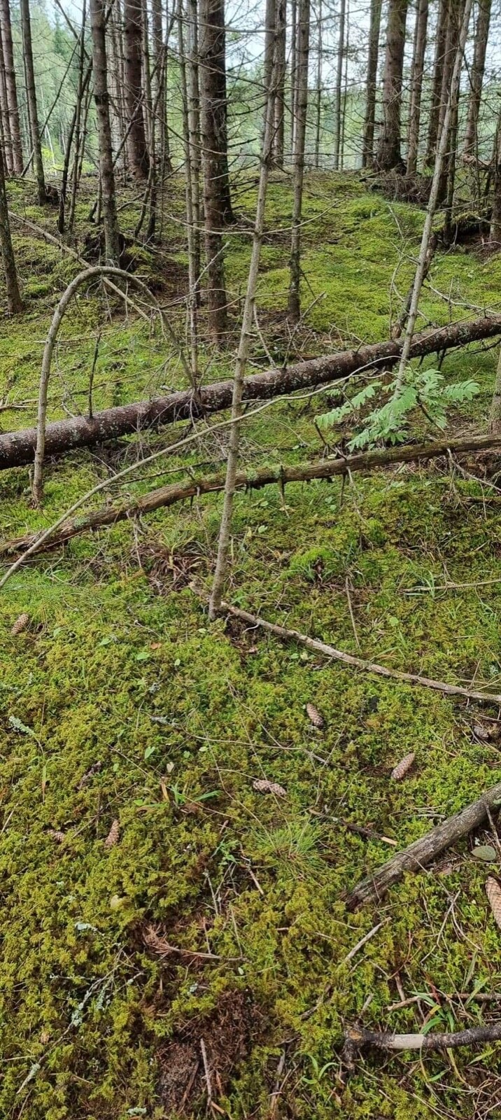 Freshly picked Norwegian forest moss | 40×30 cm