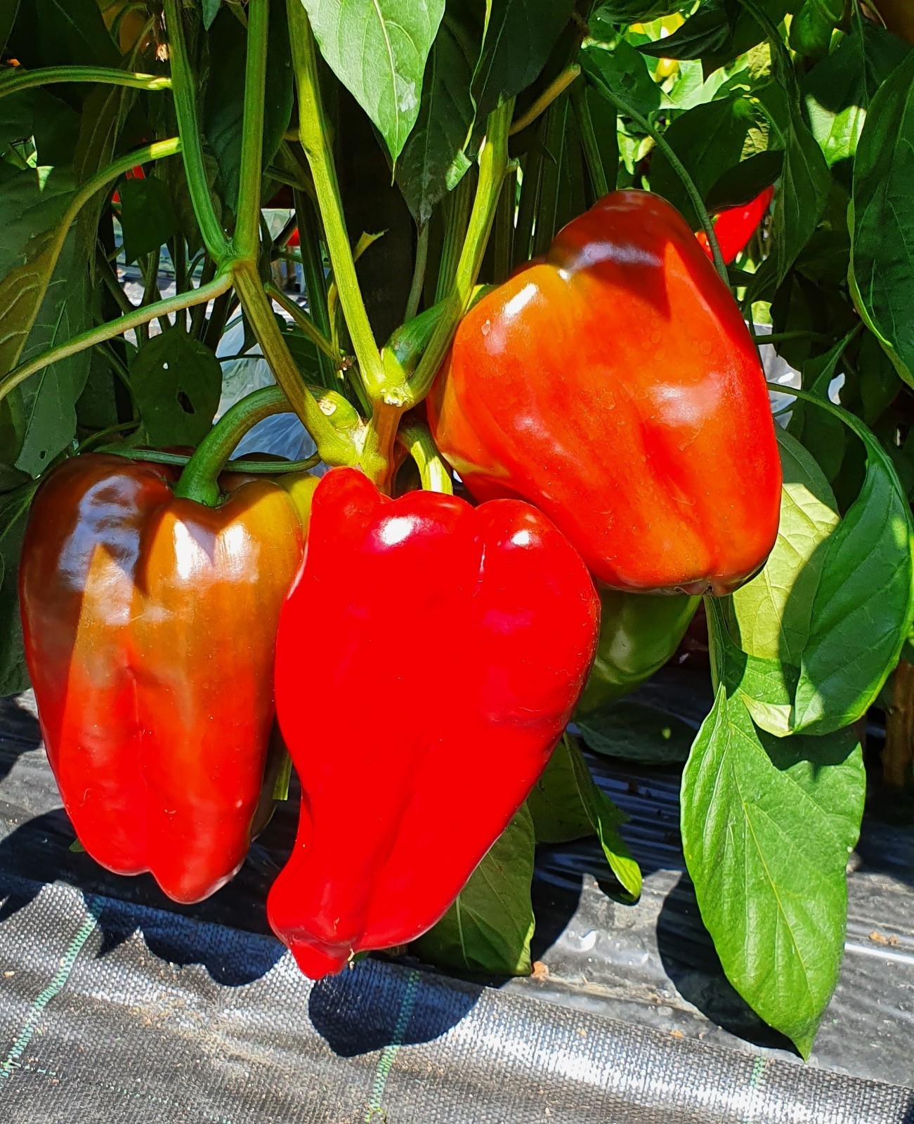 Giant Red Sweet Bell Pepper – 25 Seeds COMBINED S/H