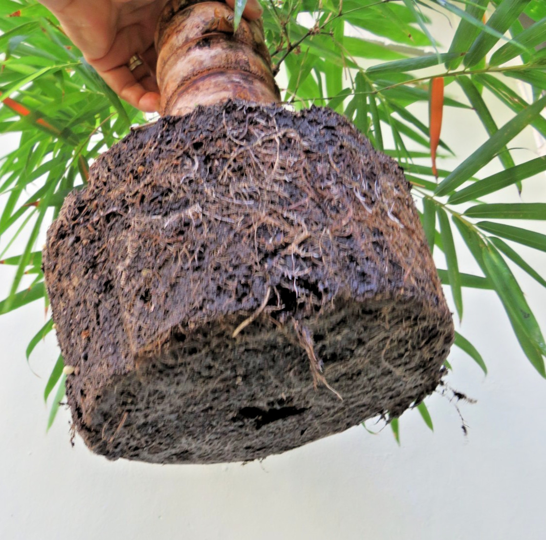 Buddha Belly Bamboo Thick trunk Bambusa ventricosa Exotic Tropical Bonsai Plant
