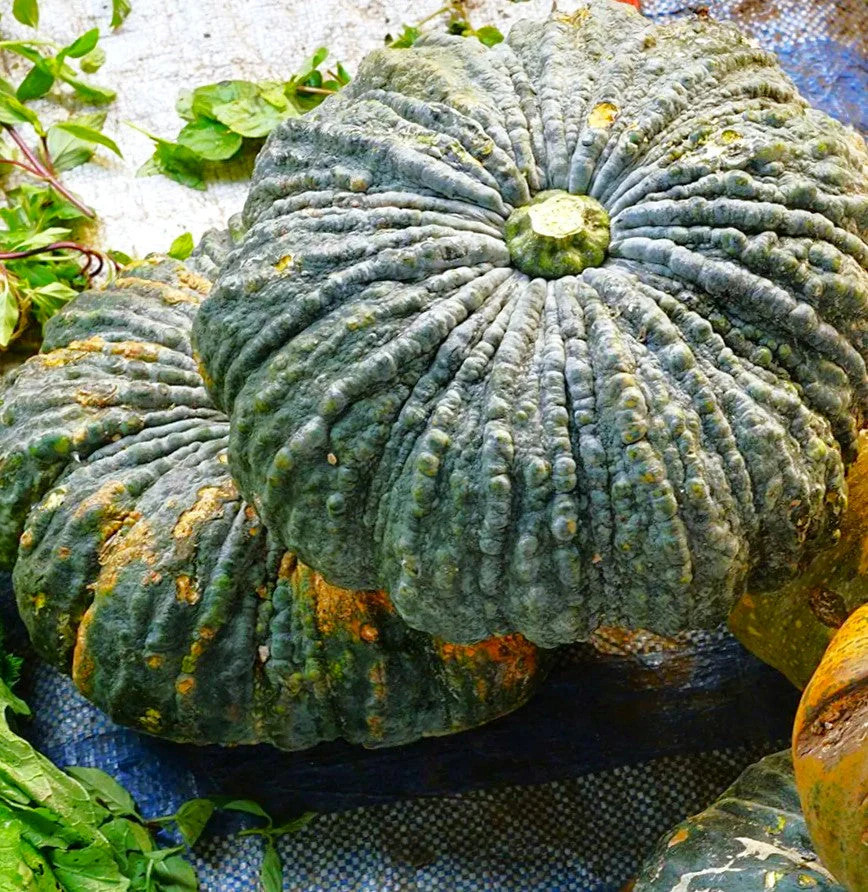 Marina Di Chioggia Squash Seeds – For 2025 Planting Italian Green Zucca Barucca