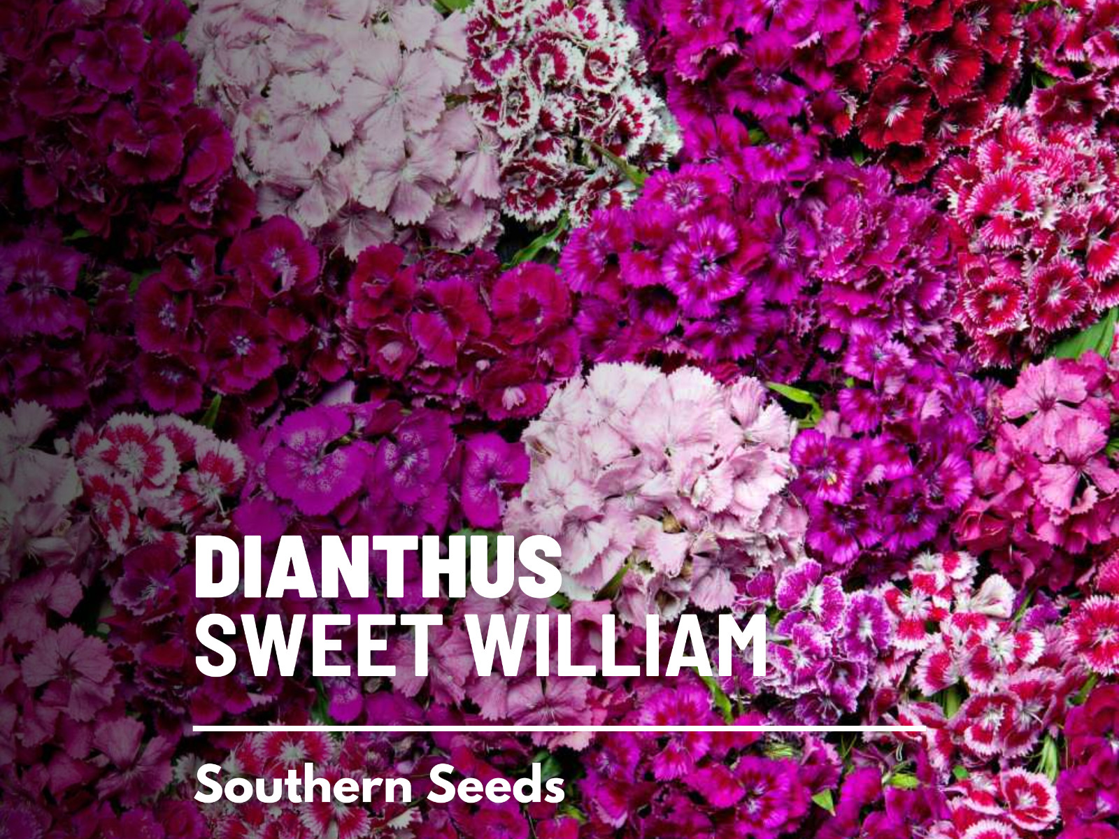 Sweet William – 250 Seeds – Beautifully scented flowers (Dianthus barbatus)