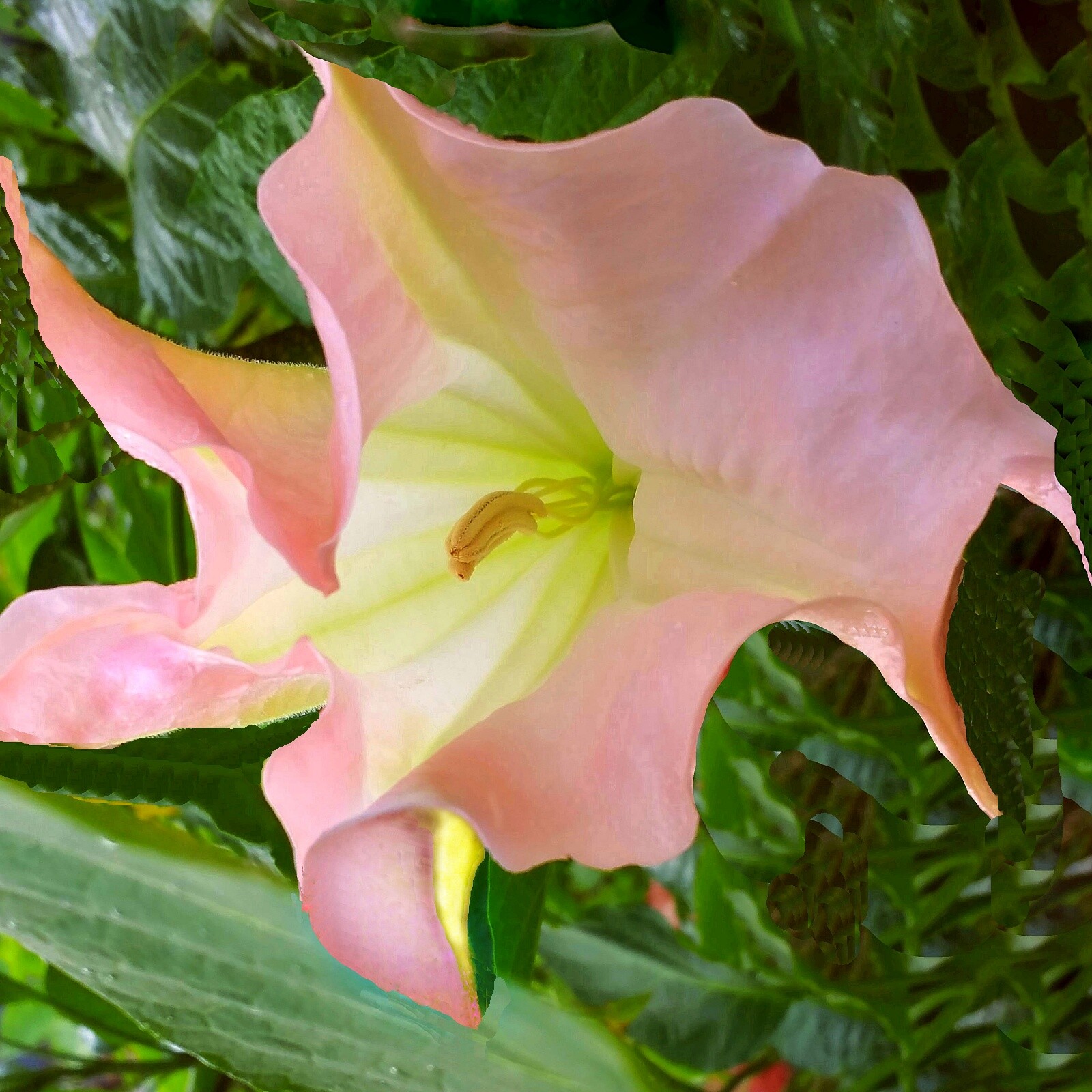 STRAWBERRY CREAM Brugmansia Angel Trumpet Plant Peach Pink Fragrant Bloom