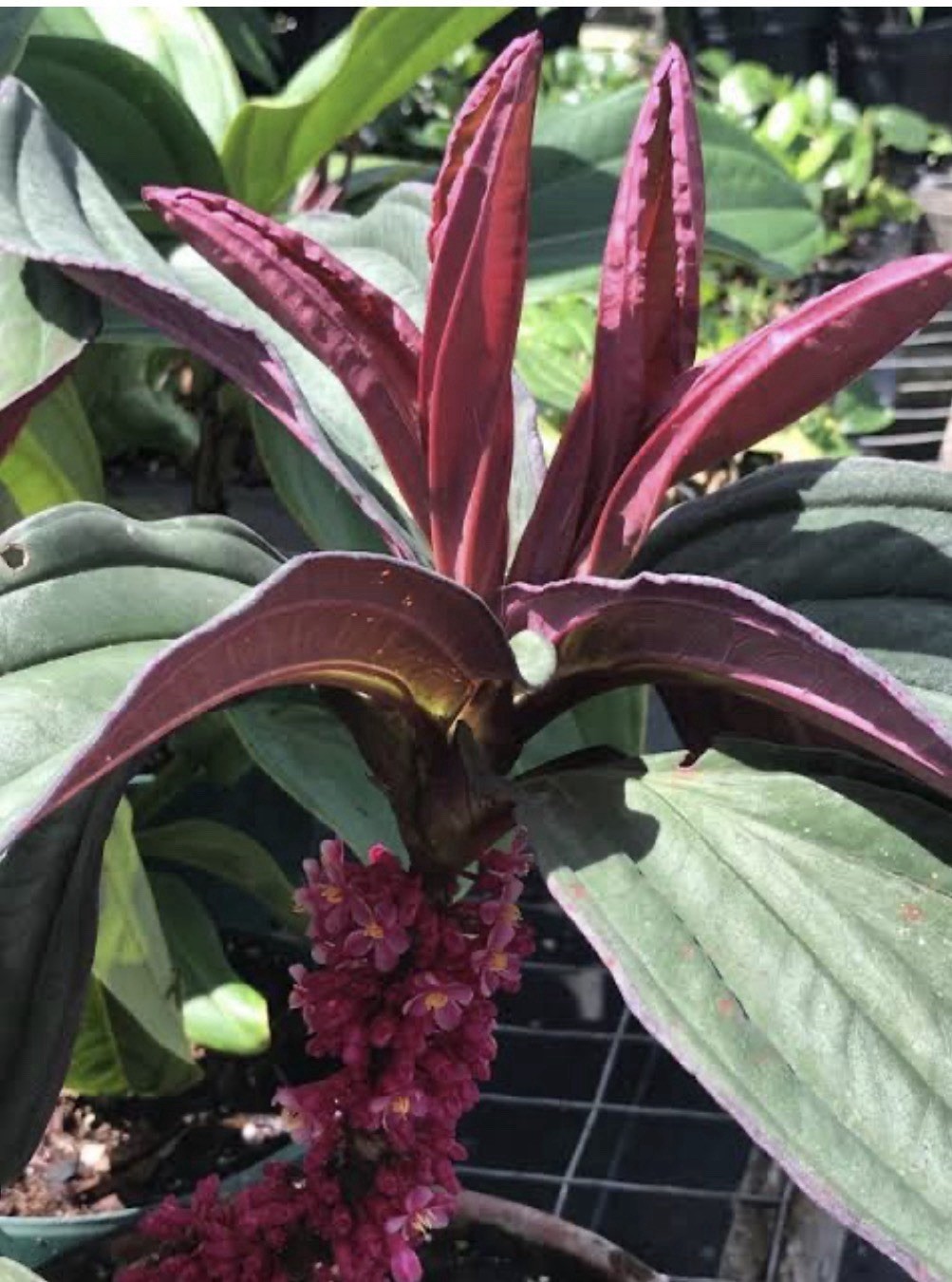 Gregori Hambali Medinilla Plant-SMALL Well Rooted STARTER Plant-Very Rare & HTF