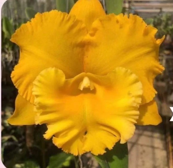 Cattleya Rlc Thaksina Gold #2 Live Orchid Plant 1C42