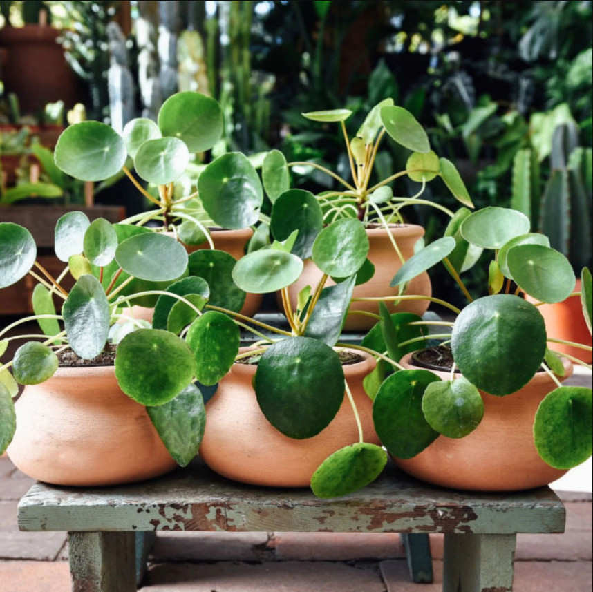 Pilea Peperomiodes Chinese Money Live Starter Plant for Planting 4-6″Tall No Pot
