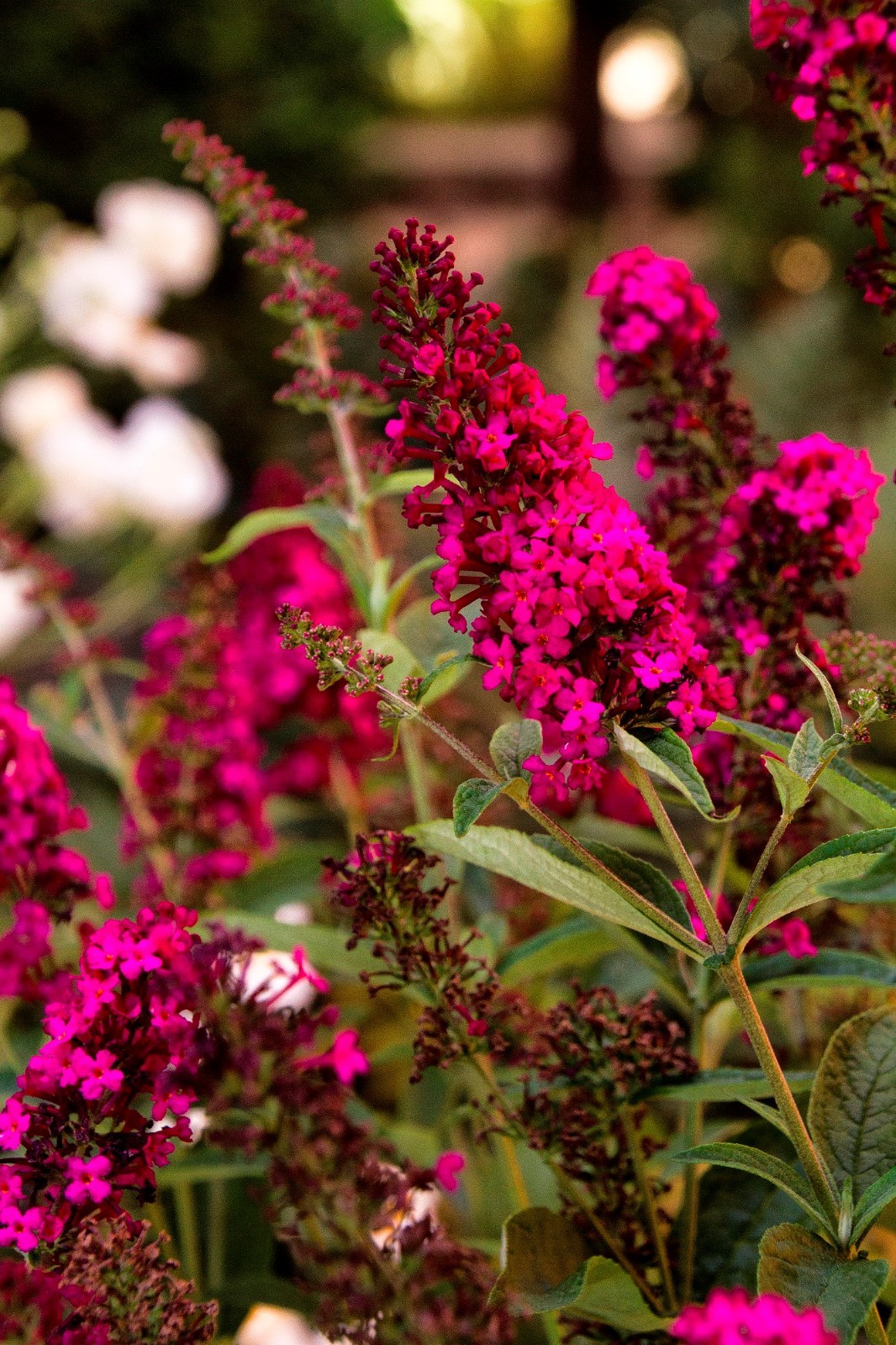 Custom Butterfly Bush Mix Seeds 150 Seeds- Easy to grow -Comb S/H See our store